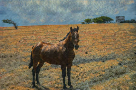 Horse in a dry grassy field on the southernmost part of Mauna Loa, the Big Island of Hawaii.  Edited to create an Illustration from a photo.の写真素材
