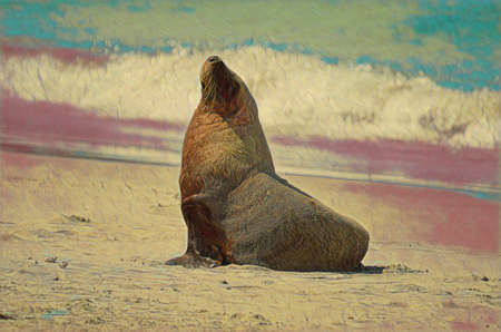 Artwork image of a Bull Fur Seal or male fur seal, soaking up the sun.の写真素材