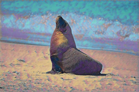Artwork image of a Bull Fur Seal or male fur seal, soaking up the sun.の写真素材