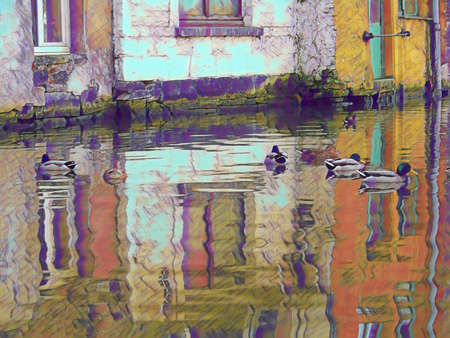 Mallord Ducks swimming in the canals of Bruges, Belgium. With the reflection of the white and yellow buildings.の写真素材