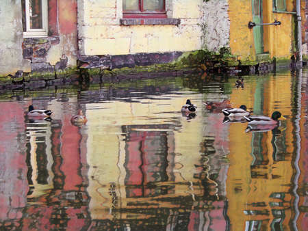 Mallord Ducks swimming in the canals of Bruges, Belgium. With the reflection of the white and yellow buildings.の写真素材