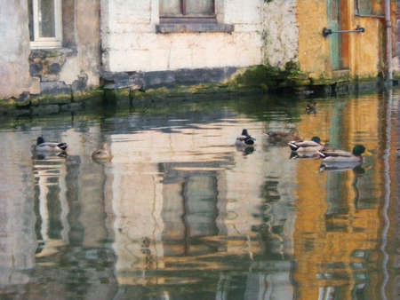 Mallord Ducks swimming in the canals of Bruges, Belgium. With the reflection of the white and yellow buildings.の写真素材