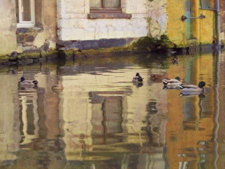 Mallord Ducks swimming in the canals of Bruges, Belgium. With the reflection of the white and yellow buildings.の写真素材