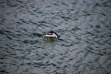 penguin swimming on the waterの写真素材