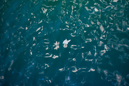 Beautiful view of the sea surface with white fish in the waterの写真素材