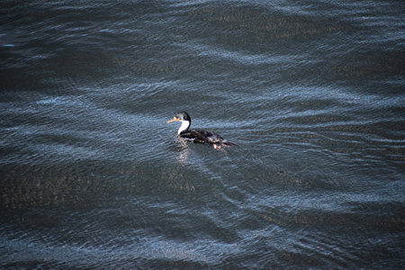 Cormorant swimming in the sea, looking for food.の写真素材