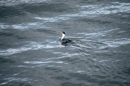 A great crested grebe swimming in the sea, Iceland.の写真素材