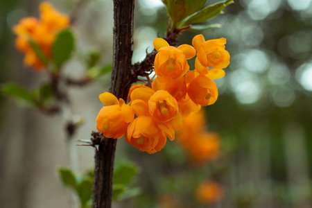 Branch of a blossoming currant bush with orange flowers on blurred backgroundの写真素材