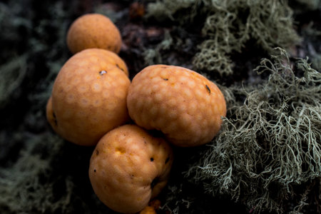 Toadstool mushrooms in the forest. Close-up.の写真素材