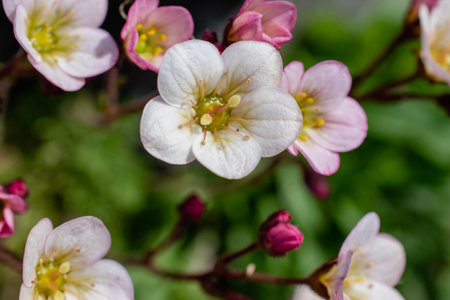 Close up of a pink and white Saxifrage flowers in bloomの写真素材