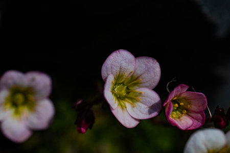 Close-up on Saxifrage flowers, growing in Ushuaia Argentina. With black background.の写真素材