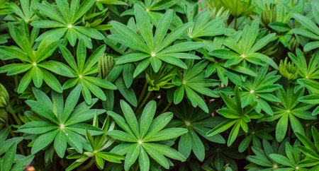 Closeup of green lupine plant in the garden, stock photoの写真素材