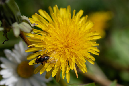 Dandelion flower and bee on a green background. Selective focus.の写真素材