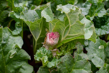Rhubarb plant in the garden, closeup of green leavesの写真素材