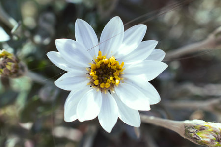 white daisy flower in the garden, close up of a flowerの写真素材