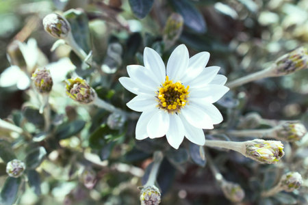 White daisy flower in the garden. Close up. Selective focus.の写真素材