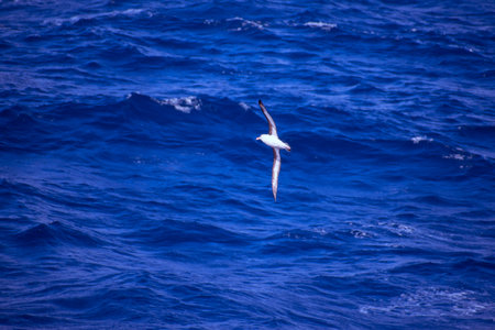 A seagull in the blue sea in the north of Thailandの写真素材
