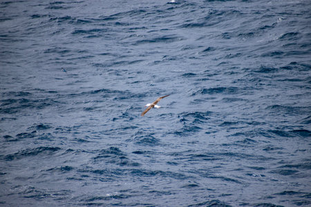 Seagull flying in the blue sea, closeup of photoの写真素材