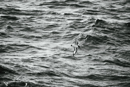 Black and white photo of a seagull flying over the seaの写真素材