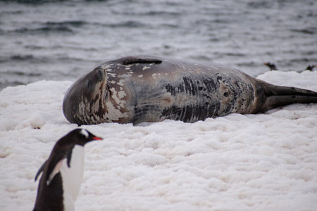 seal and penguin on the beach in the antarcticaの写真素材