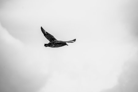 Black and white photo of a flying bird in the cloudy sky.の写真素材