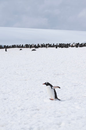 Gentoo penguin (Pygoscelis papua) in Antarcticaの写真素材