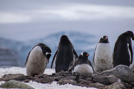 Gentoo penguins (Pygoscelis papua) in Antarcticaの写真素材
