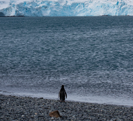 Chinstrap penguin on the beach, Antarctic Peninsula, Antarcticaの写真素材