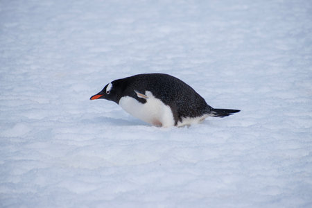Gentoo penguin on the ice.の写真素材