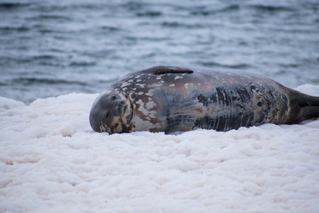 seal on the beach in the antarctica by the oceanの写真素材