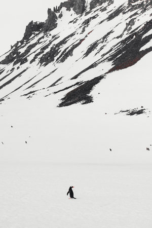 Penguin walking on snow in the mountains. Snowy landscape.の写真素材