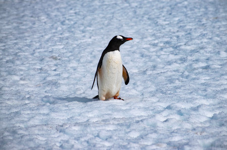 Gentoo penguin (Pygoscelis papua) on the snowの写真素材