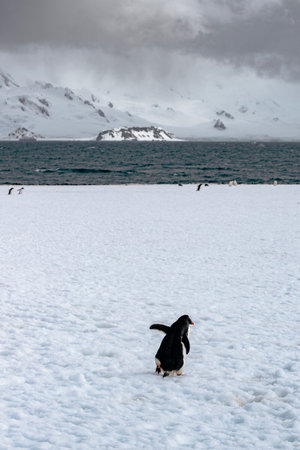 Gentoo penguin on the ice, Antarctic Peninsula, Antarcticaの写真素材