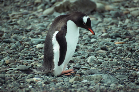 Gentoo penguin (Pygoscelis papua) on the beachの写真素材