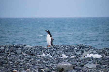 Gentoo penguin standing on a pebble beach by the seaの写真素材