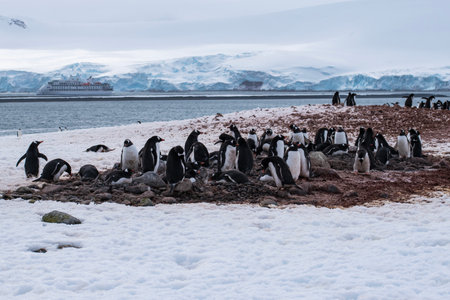 Gentoo penguins on the beach, Antarctic Peninsula, Antarcticaの写真素材