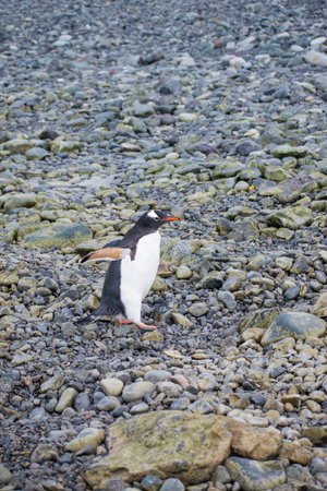 Gentoo penguin standing on pebble beach, Falkland Islandsの写真素材