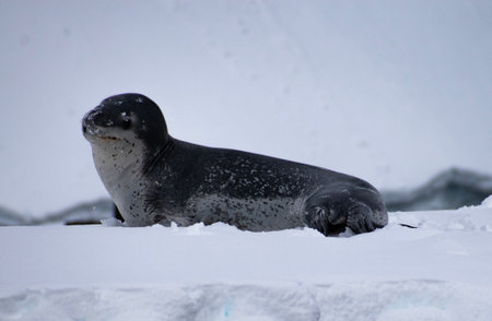 A leopard seal lounging on a snowy iceberg around Enterprise Island.の写真素材