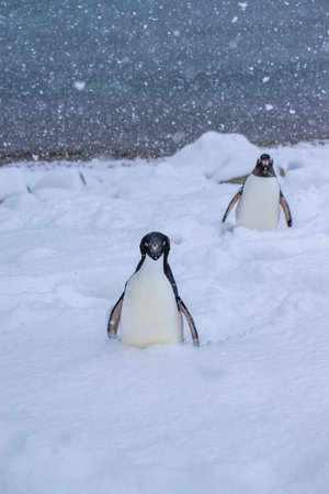 Penguins on the beach in the snow, Antarctic Peninsula, Antarcticaの写真素材