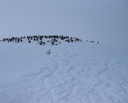 Flock of penguins on a snowy hill in winterの写真素材