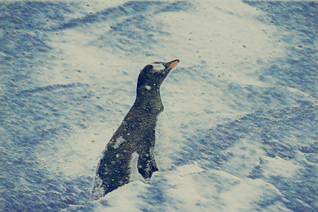 Gentoo penguin (Pygoscelis papua) on the iceの写真素材