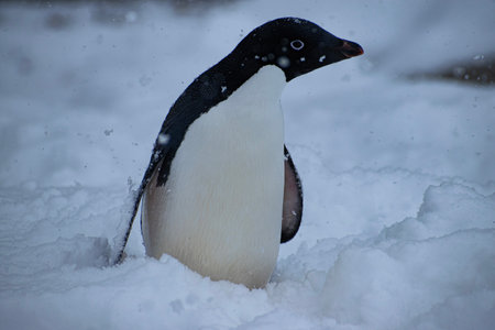 Gentoo penguin on the ice.の写真素材
