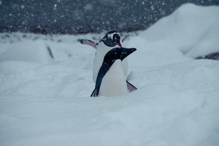 some penguins walking around and lookingの写真素材