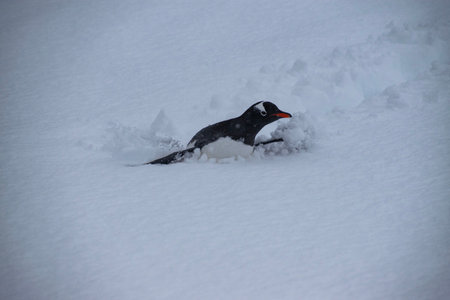 Gentoo penguin on the snow, Antarctic Peninsula, Antarcticaの写真素材