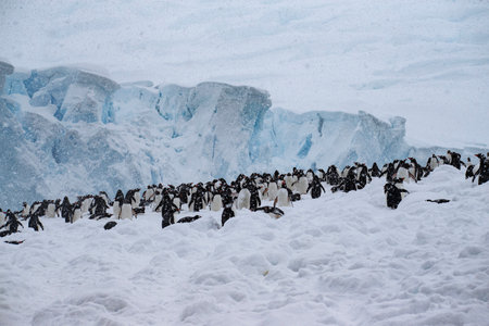 some penguins walking around and lookingの写真素材
