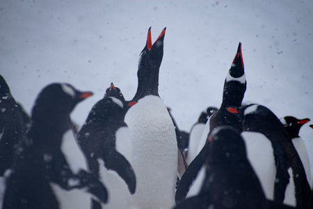 Gentoo penguins (Pygoscelis papua) in Antarcticaの写真素材