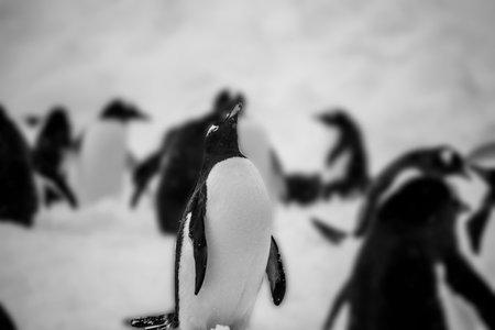 Group of penguins on the ice. Black and white photo.の写真素材