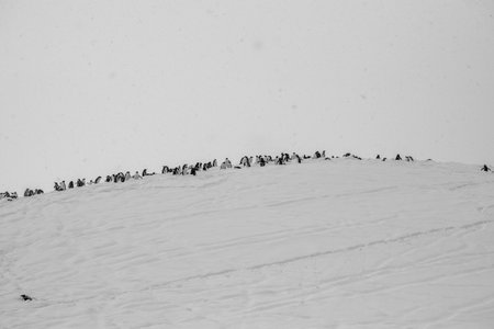 Group of penguins on snow in the mountains in winter.の写真素材