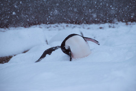 Gentoo penguin in the snow, Antarctic Peninsula, Antarcticaの写真素材
