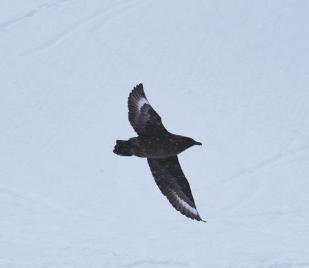Flying Kelp gull (Larus dominicanus) in the snowの写真素材